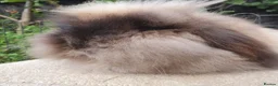 Mini Lion Lop rabbits for sale: Double maned lionlop doe - Advert 5