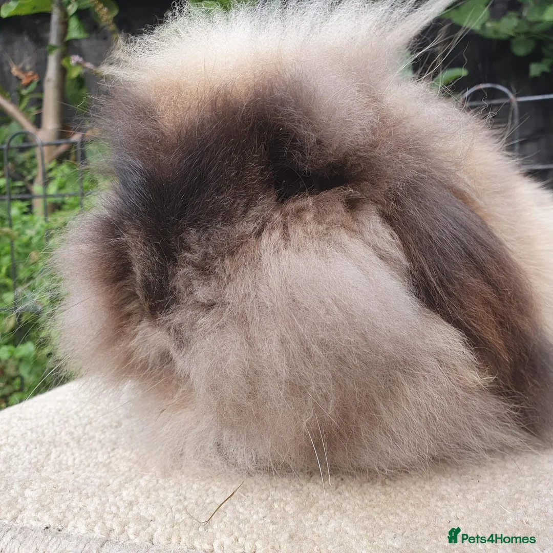 Mini Lion Lop rabbits for sale: Double maned lionlop doe - Advert 5