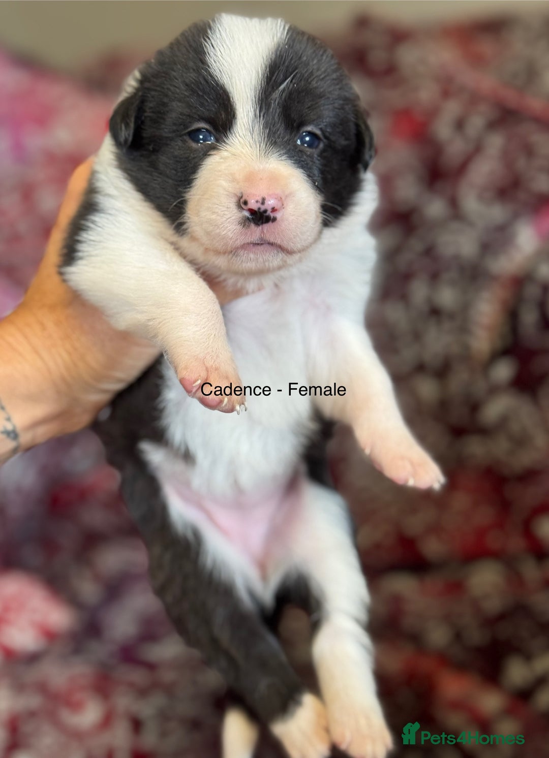 Border Collie dogs for sale: Pure Bred Border Collie Puppies 4 Sale -KC Pending - Image 5