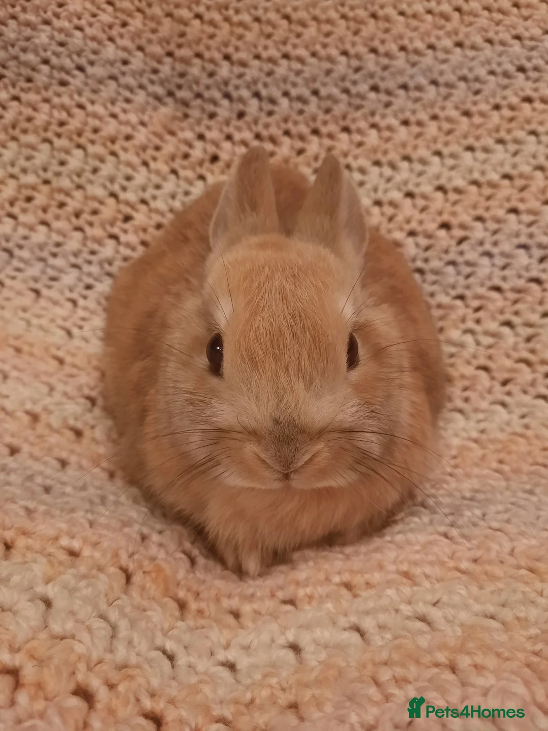 Netherland Dwarf rabbits for sale: Six Litters Of Netherland Dwarf Babies - Advert 2