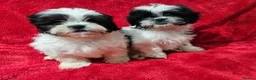 Shih Tzu dogs for sale: Shih tzu  in Downpatrick - Advert 5