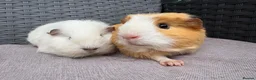 Guinea Pig rodents for sale: Sows and Trio of Boars  - Advert 10