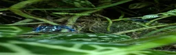 Frog reptiles for sale: Exo Terra Mature Bio Setup Group of 4 tinc Oyapok in Huddersfield - Advert 2
