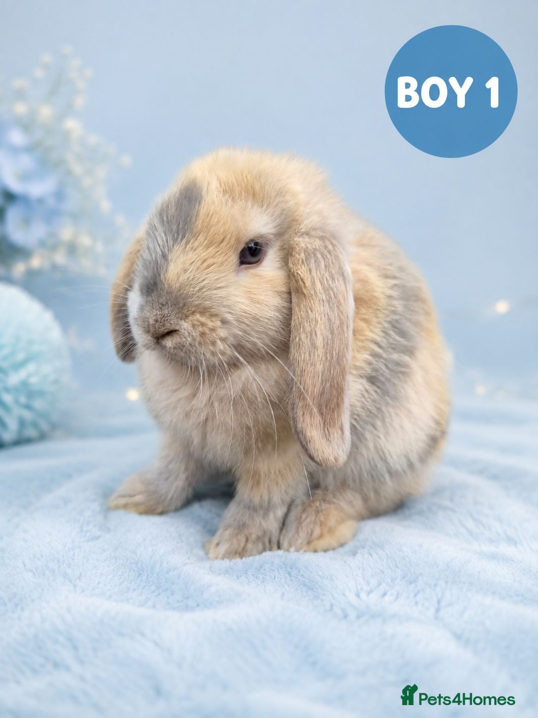Mini Lop rabbits Stunning Pure Bred Mini Lop Rabbits - Advert 1