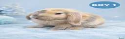 Mini Lop rabbits for sale: Stunning Pure Bred Mini Lop Rabbits - Advert 1