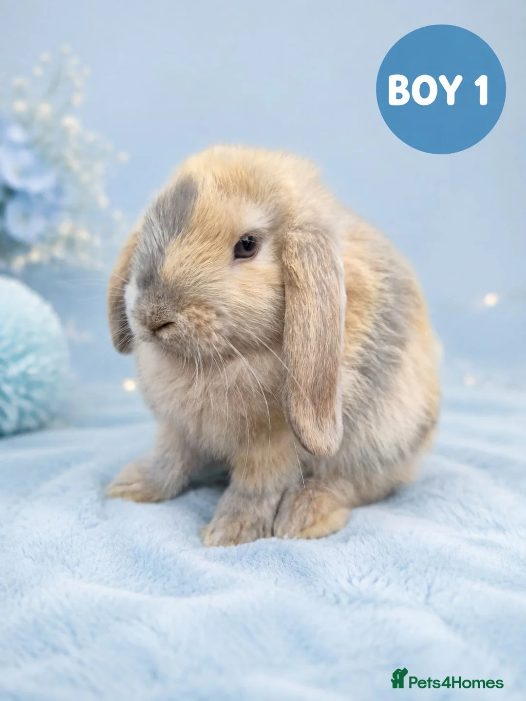 Mini Lop rabbits for sale: Stunning Pure Bred Mini Lop Rabbits - Advert 1