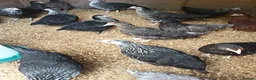 Chickens poultry for sale: POL Hybred Pullets in Swindon - Advert 3