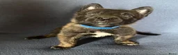 Belgian Shepherd Dog dogs for sale: BELGIAN SHEPHERD X DUTCH SHEPHERD - Advert 12