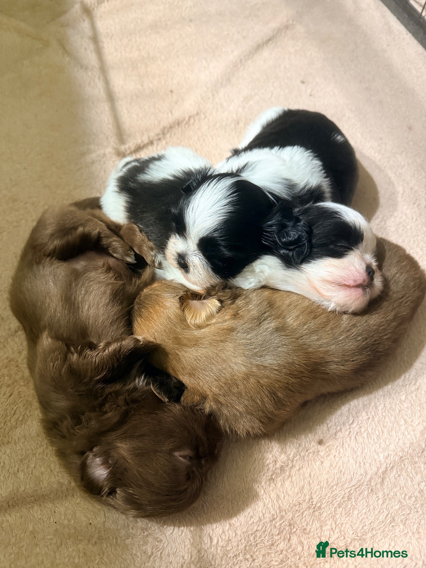 Mixed Breed dogs Shih tzu puppies - Advert 23