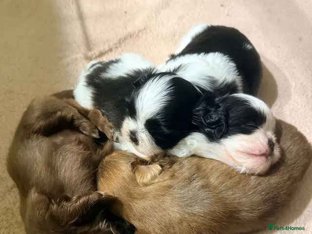 Mixed Breed dogs Shih tzu puppies - Advert 21