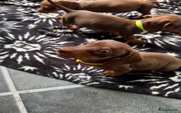 Miniature Dachshund dogs for sale: Miniature Chocolate & Tan Dachshund Quick sale  - Image 10