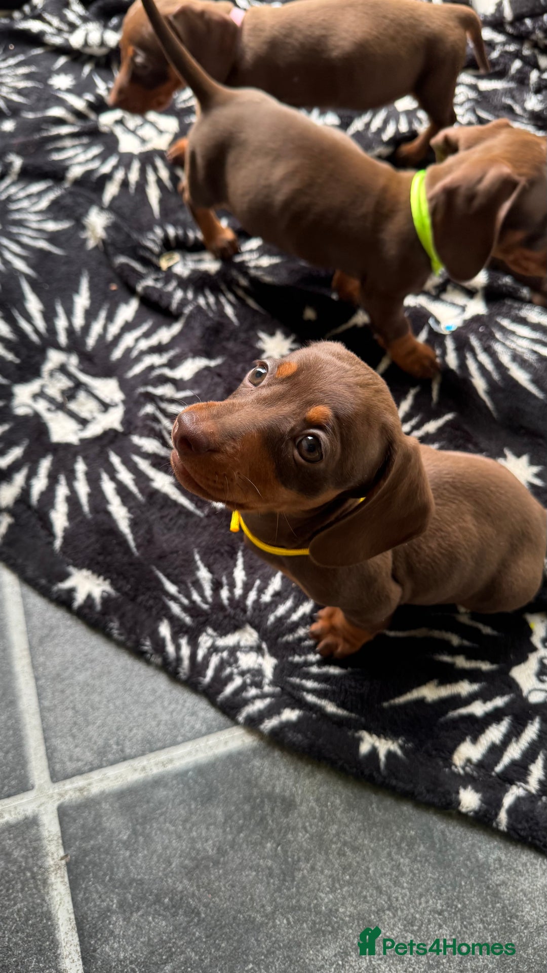 Miniature Dachshund dogs for sale: Miniature Chocolate & Tan Dachshund Quick sale  - Image 10