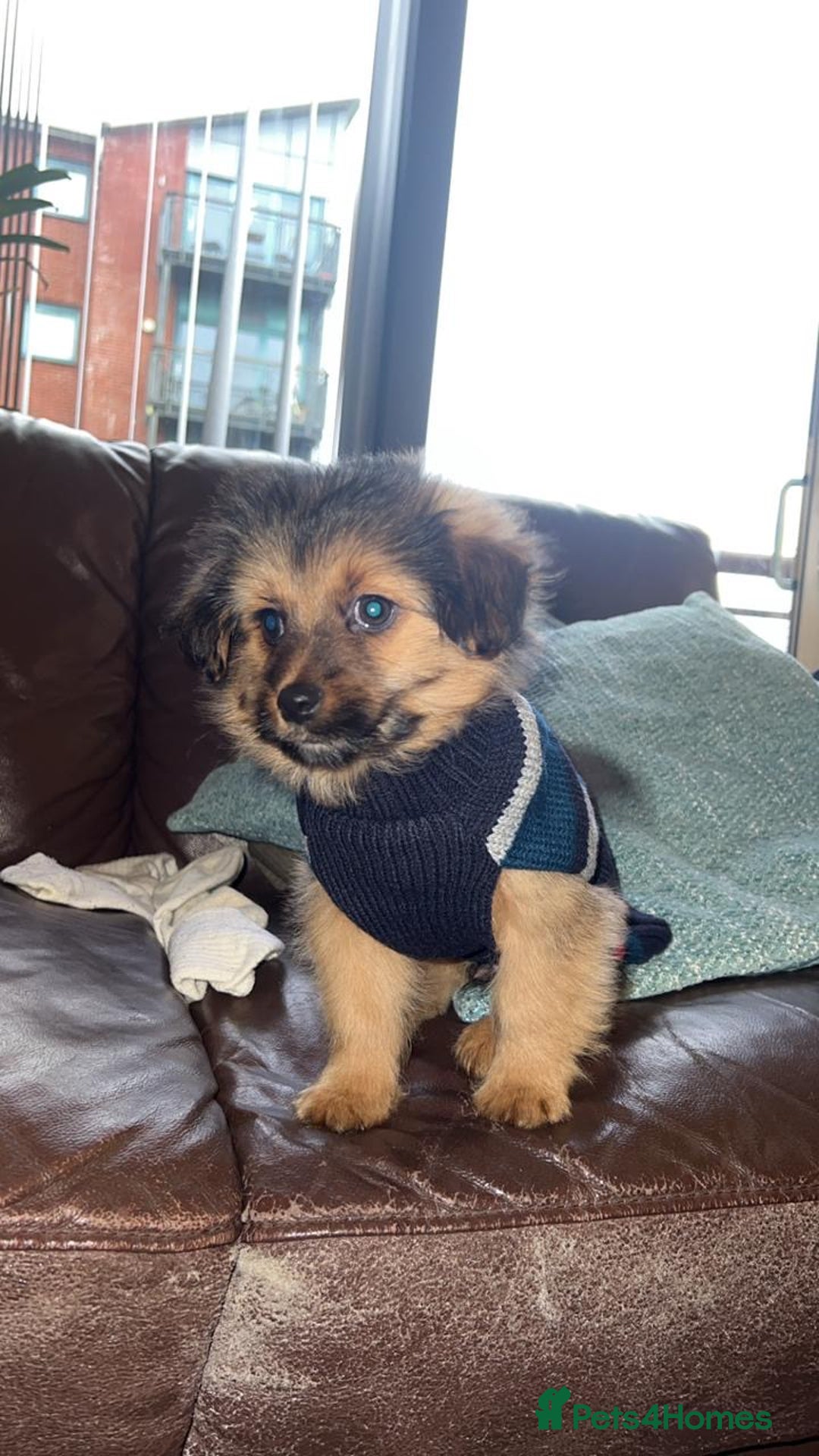 Yorkshire Terrier dogs for sale: Yorkiepoo - Advert 3