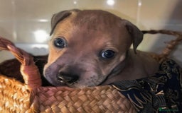 Mixed Breed dogs for sale: Absolutely beautiful litter of 11 pups  - Image 4