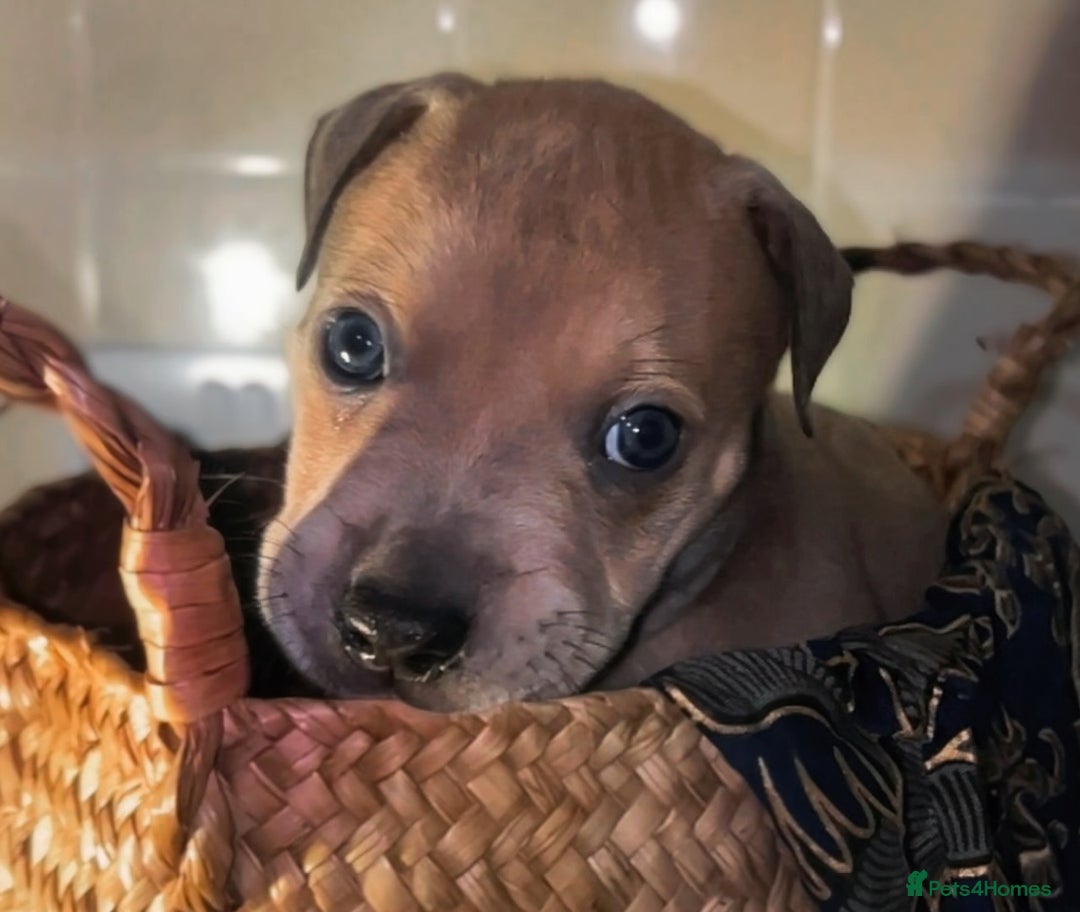 Mixed Breed dogs for sale: Absolutely beautiful litter of 11 pups  - Image 4