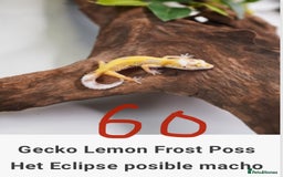 Gecko reptiles for sale: Crested and Leopard geckos available - Advert 13