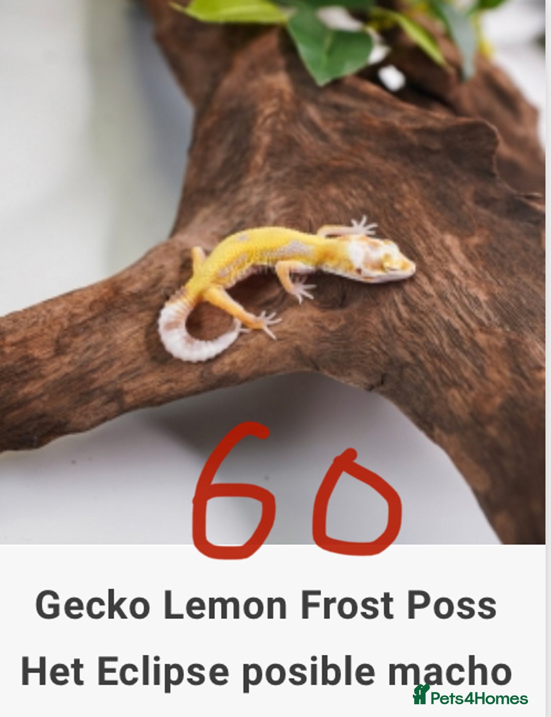 Gecko reptiles for sale: Crested and Leopard geckos available - Advert 13