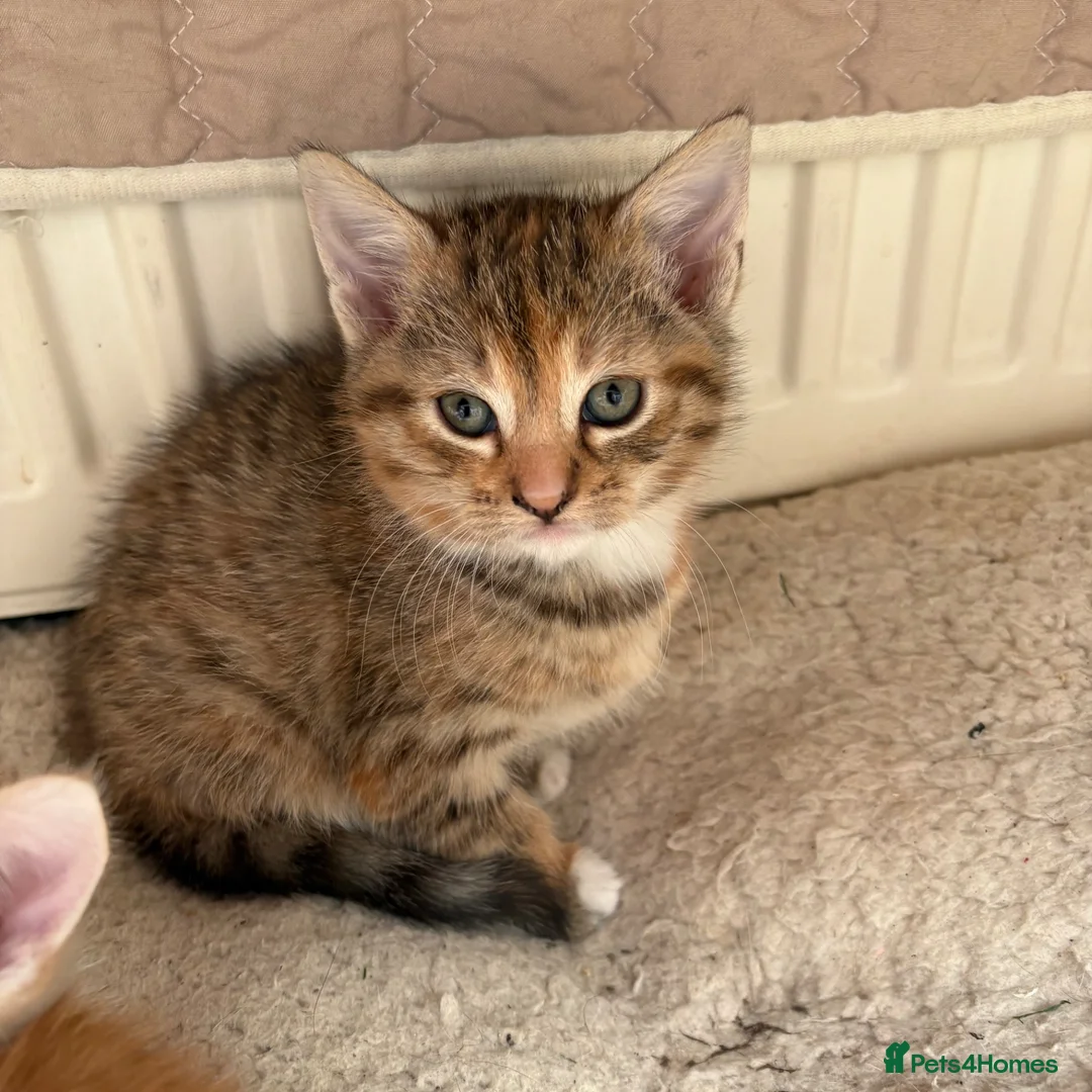 Mixed Breed cats for sale: Sweet female Tabby kitten - Advert 1