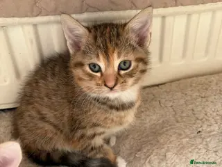 Mixed Breed cats Sweet female Tabby kitten - Advert 9
