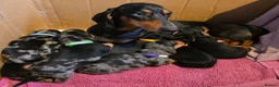Miniature Dachshund dogs for sale: SILVER/BLACK Adorable dachshund puppies for sale😍 - Advert 1