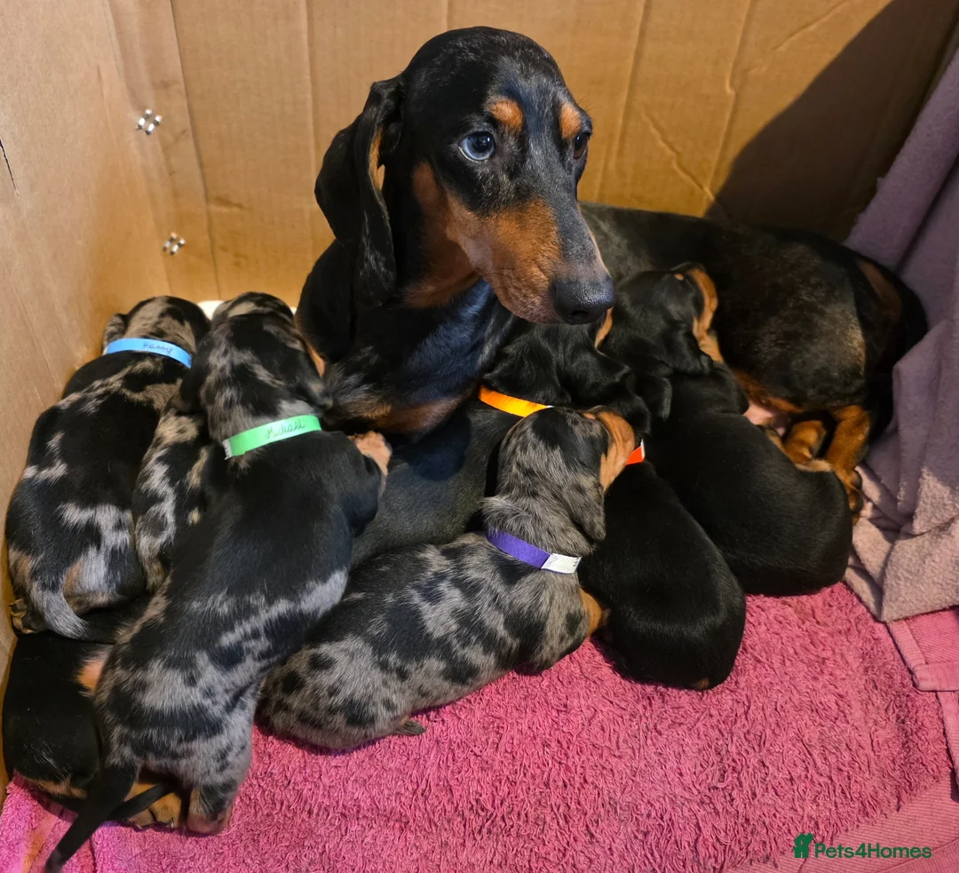 Miniature Dachshund dogs for sale: SILVER/BLACK Adorable dachshund puppies for sale😍 - Advert 1
