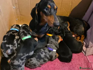 Miniature Dachshund dogs SILVER/BLACK Adorable dachshund puppies for sale😍 - Advert 1