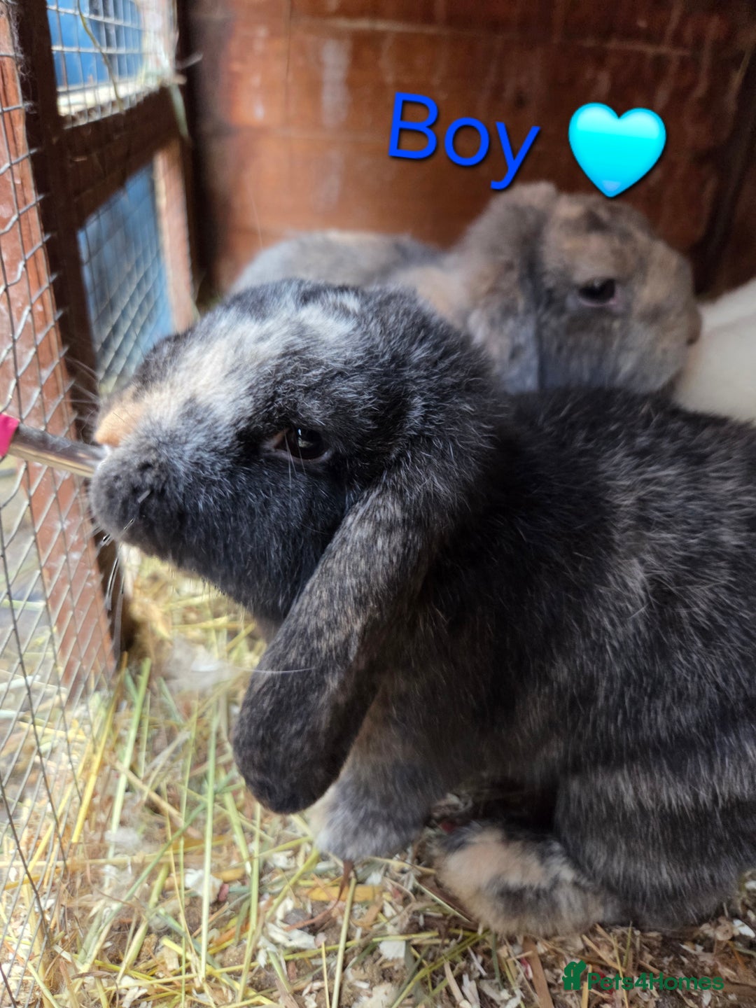 Mini Lop rabbits for sale: Beautiful mini lop babies ready now - Advert 5