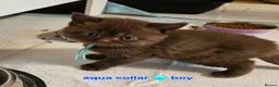 British Shorthair cats for sale: British short hairs / long hair  - Advert 10