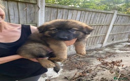 German Shepherd dogs for sale: Gorgeous KC reg Long haired German Shepherd Pups - Image 8
