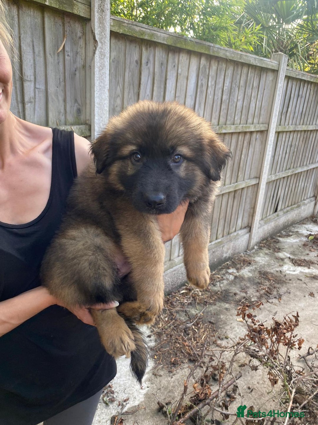 German Shepherd dogs for sale: Gorgeous KC reg Long haired German Shepherd Pups - Image 8