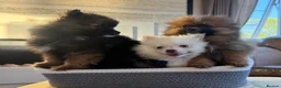 Pomeranian dogs for sale: Pomeranian in Widnes - Advert 3