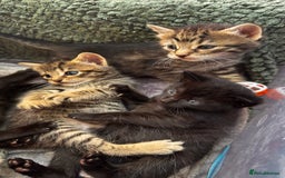 Mixed Breed cats for sale: Beautiful kittens 🐈‍⬛  - Image 5