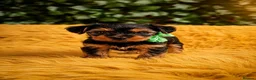 Yorkshire Terrier dogs for sale: Purebred Yorkshire Terrier Puppies Vaccinated  - Advert 33