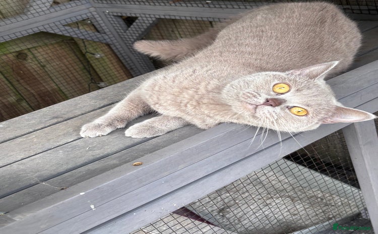 British Shorthair cats - Advert 13