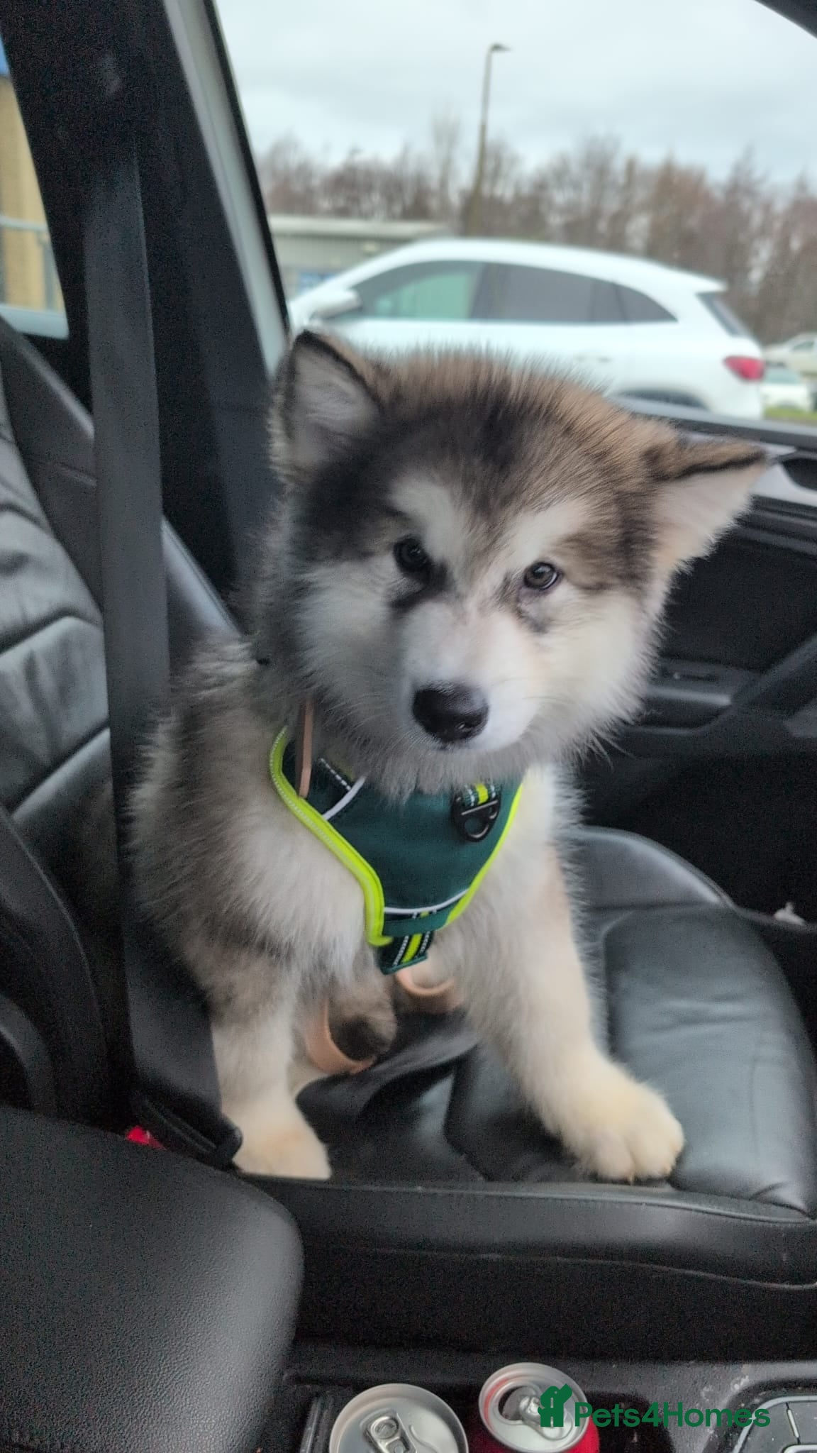 Alaskan Malamute dogs Fully vaccinated Ready Now Alaskan malamute Male - Advert 2