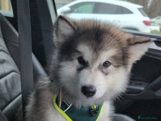 Alaskan Malamute dogs Fully vaccinated Ready Now Alaskan malamute Male - Advert 2