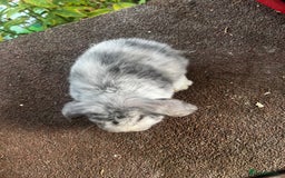 Mini Lop rabbits for sale: Two female mini lops for sale - Image 3