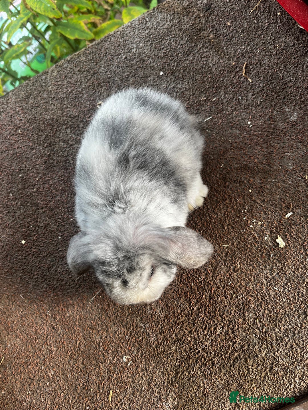 Mini Lop rabbits for sale: Two female mini lops for sale - Image 3