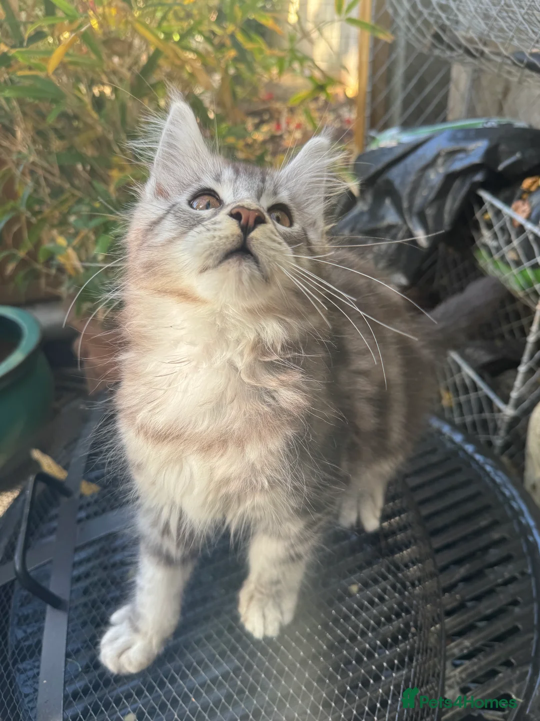 Maine Coon cats for sale: Stunning silver/black tabby MC boys available  - Advert 24