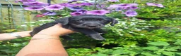 Mixed Breed dogs for sale: Beddy/jacks  in Girvan - Advert 13