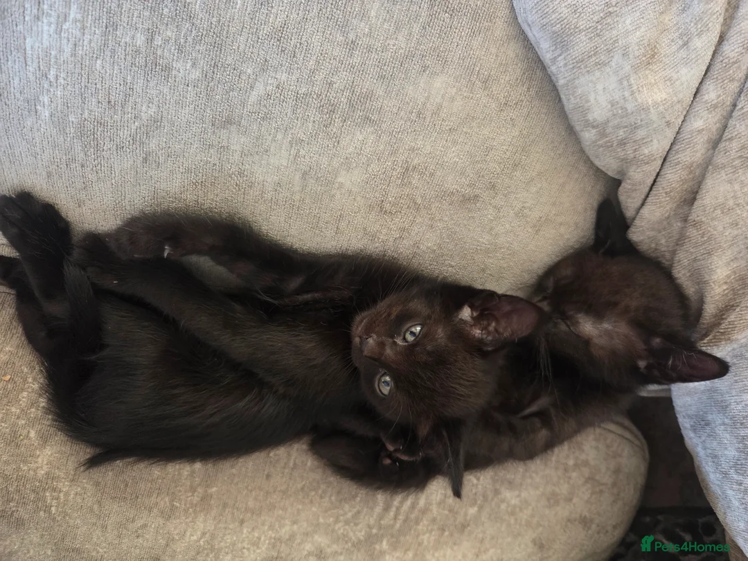 Burmese cats for sale: Burmese x  - Advert 2
