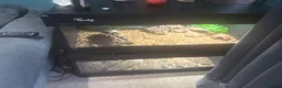 Leopard Gecko reptiles for sale: Male and female leopard ghecko for sale as moving - Advert 4