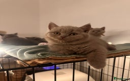 British Shorthair cats for sale: 2 lilac British shorthair boys 🐻💙🐻 - Image 9