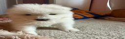 Samoyed dogs for sale: 🐾 Beautiful Samoyed Puppies Available 🐾 - Advert 16