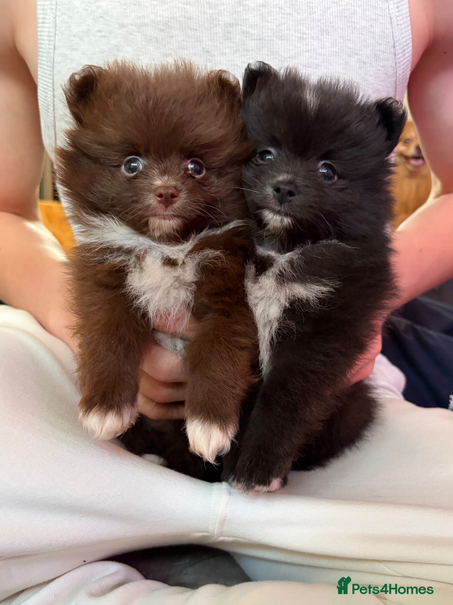 Pomeranian dogs 3 LEFT! DNA 100% Pom🧬KC✨DNA&HEALTH TESTED!  - Advert 7