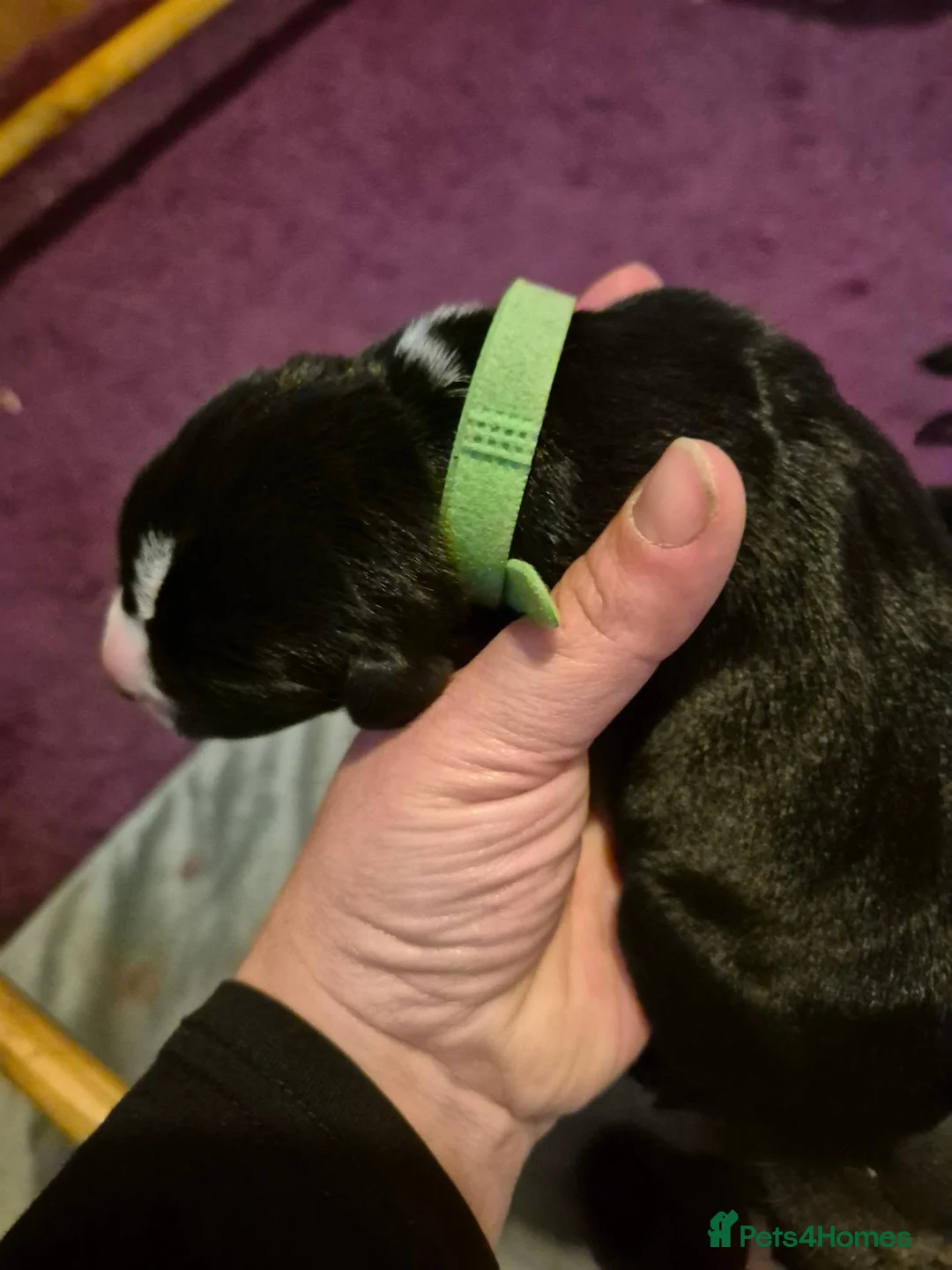 Mixed Breed dogs for sale: Cane corso x collie x ridgeback puppies - Advert 2