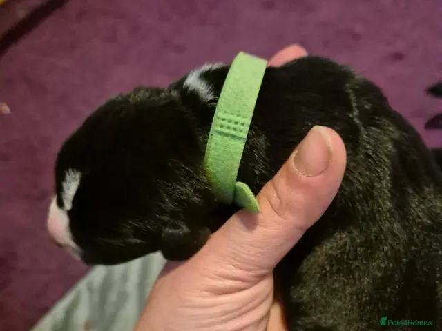Mixed Breed dogs for sale: Cane corso x collie x ridgeback puppies - Advert 2