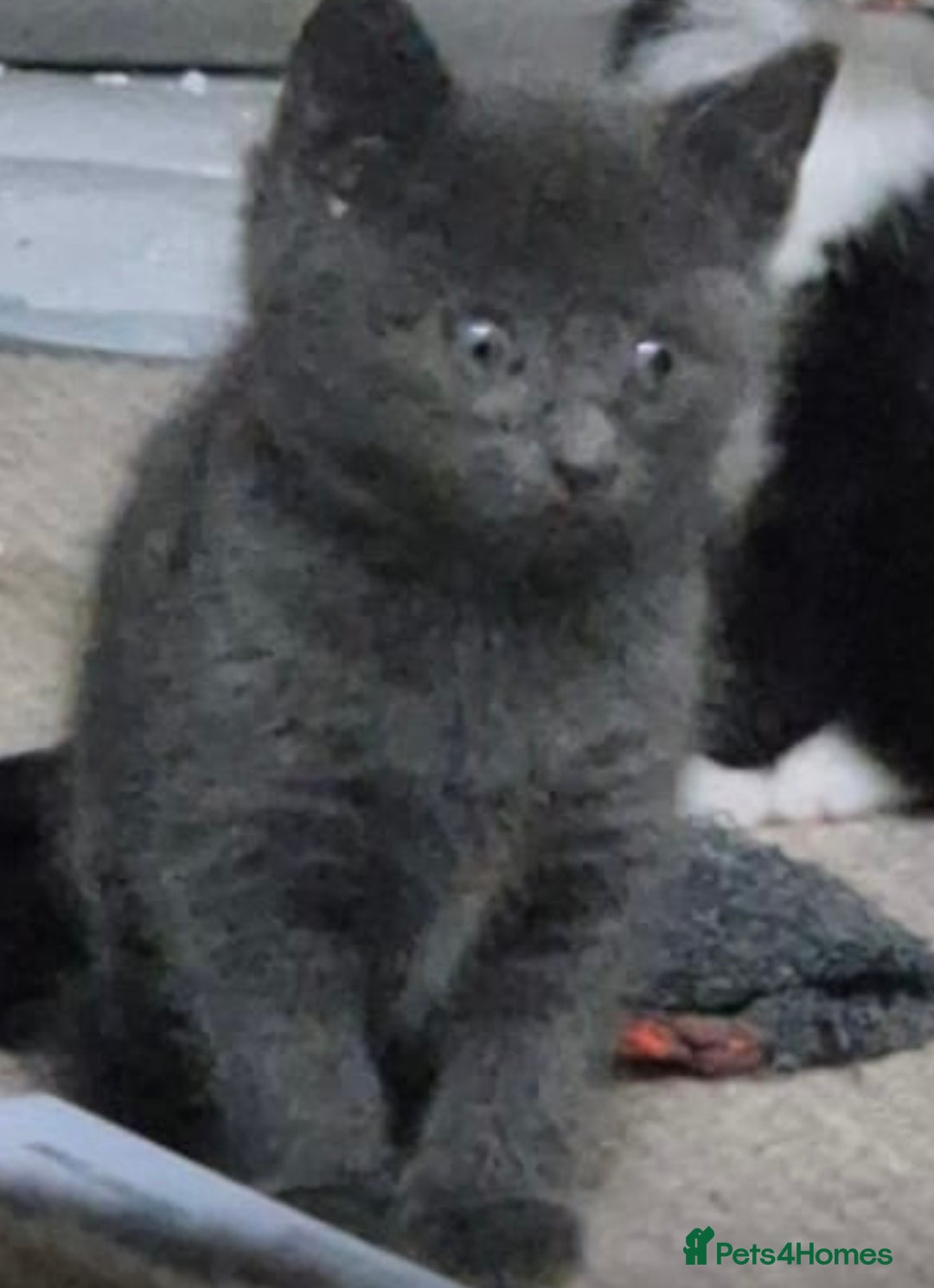 British Shorthair cats for sale: 4 kittens are available now  - Advert 5