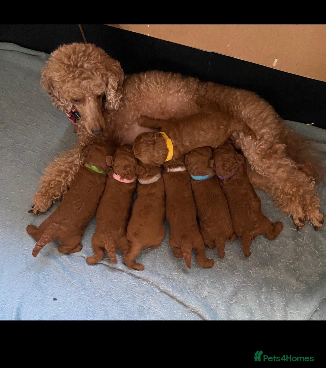 Toy Poodle dogs for sale: Red poddle puppies  - Image 1