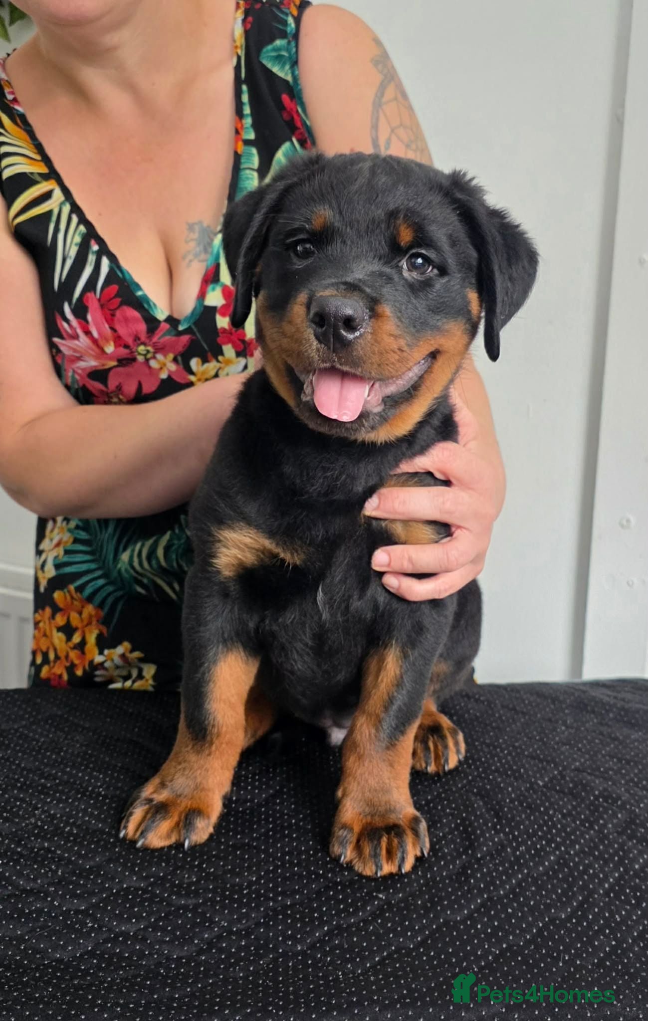 Rottweiler dogs Stunning kc rottweiler pups - Advert 1